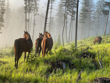 Canada-British Columbia-Cranbrook Beckley's Cattle and Guest Ranch